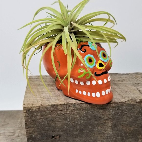 Skull Day of the Dead Home Grown Air Plant - Picture 3 of 5